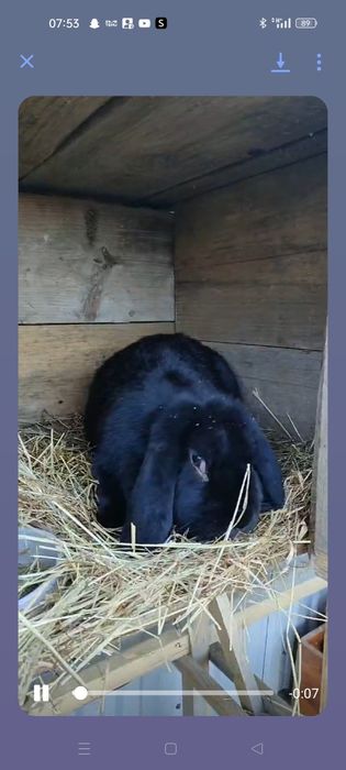 Samica barana francuskiego