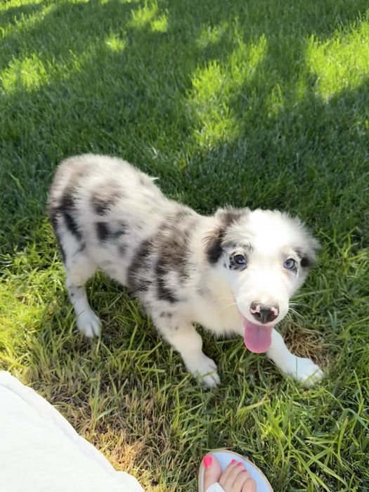 Border Collie Macho Merle