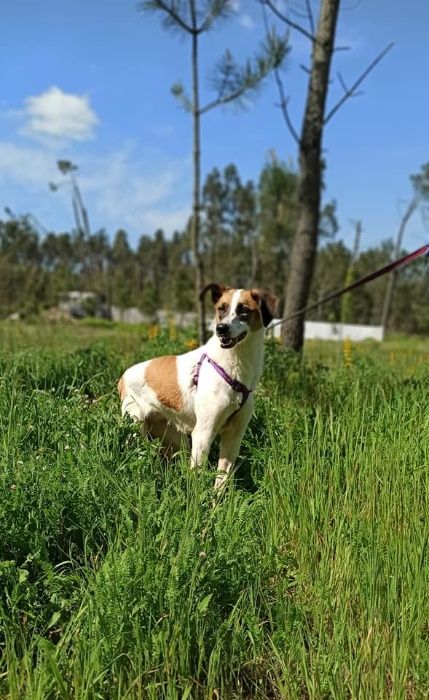 Cadela Porte Médio (20kg) Para Adoção (Flecha)