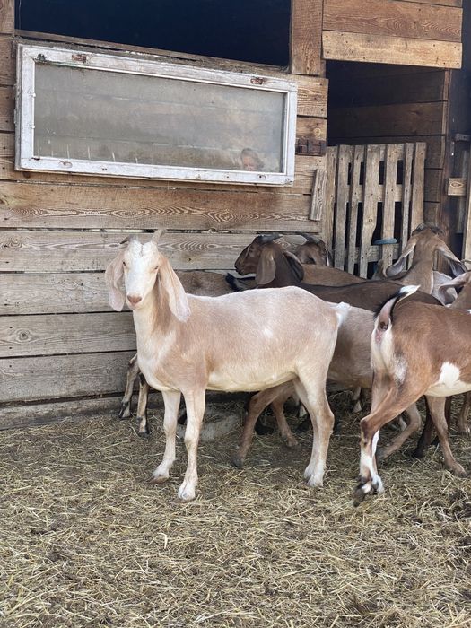 Kózki anglonubijskie 100%