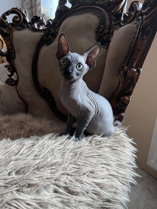 Sfinks kanadyjski czarna kotka