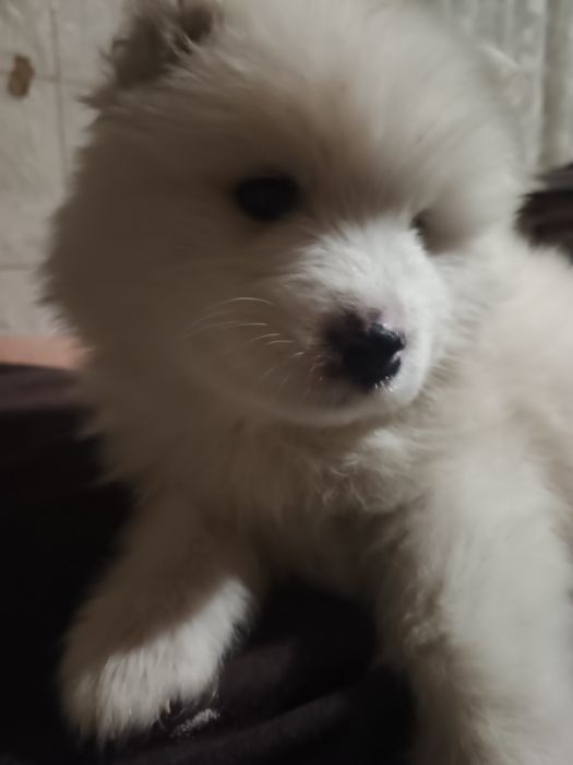 Цуценята самоїда