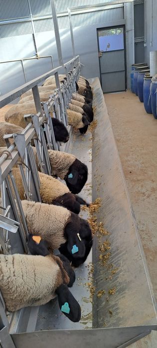 Ovelhas Suffolk disponiveis