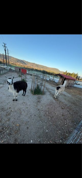 Vendo lamas machos
