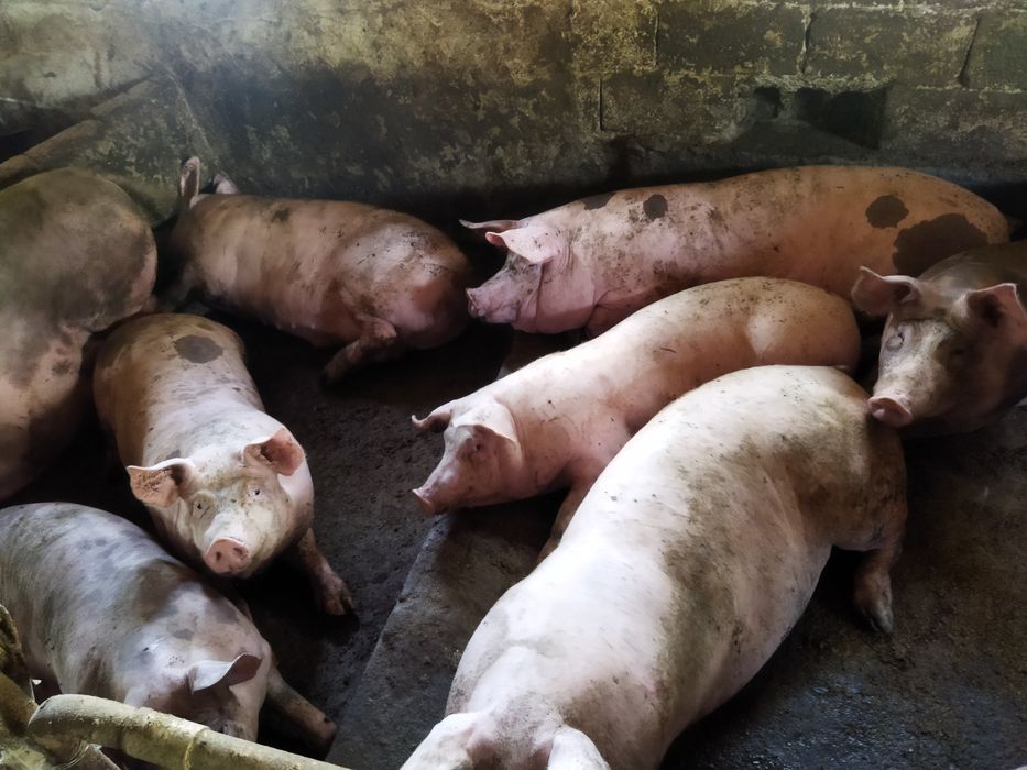 Продам свиней живою вагою