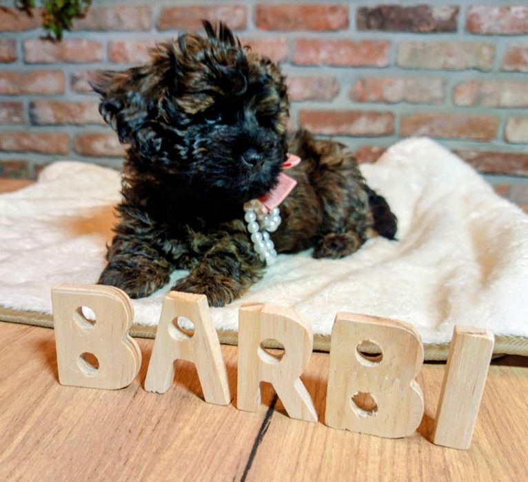 Maltipoo-Havapoo f1 sunia o imieniu Barbi tricolor
