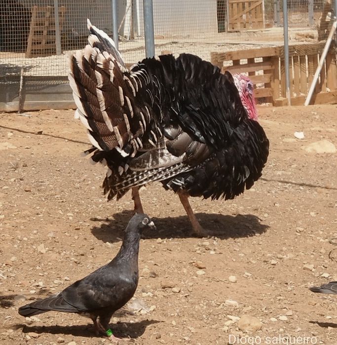 Vende-se perú macho