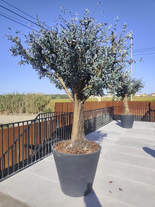 Oliveiras Artificiais de Luxo — Porte  Imponente