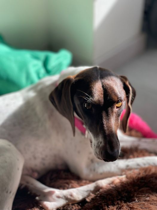 Nala, adoção responsável