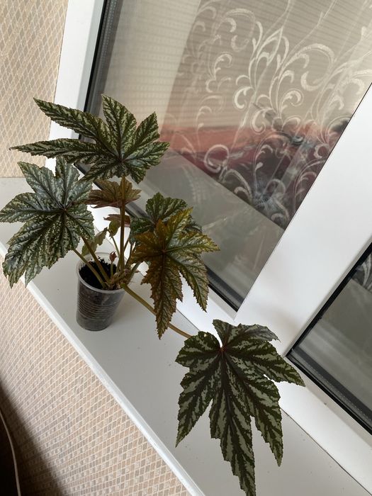 Бегонія Грифон Розпродаж