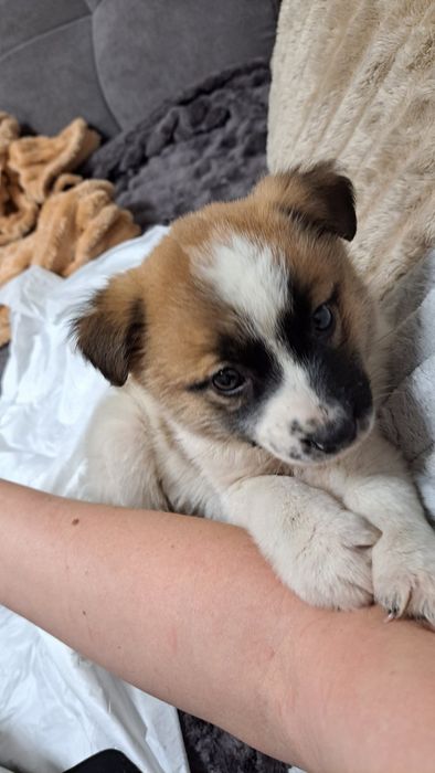 Собачата,чудові песодіти