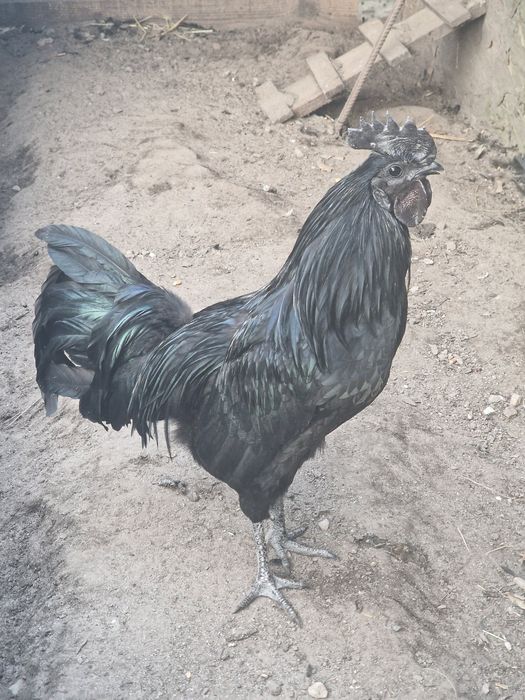 Koguty  ayam cemani silki jedwabiste szabo lakenfelder i  jajka  legow