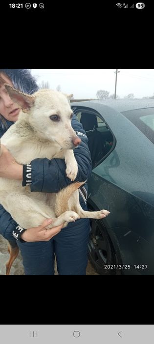 Собачка Луна ищет дом.