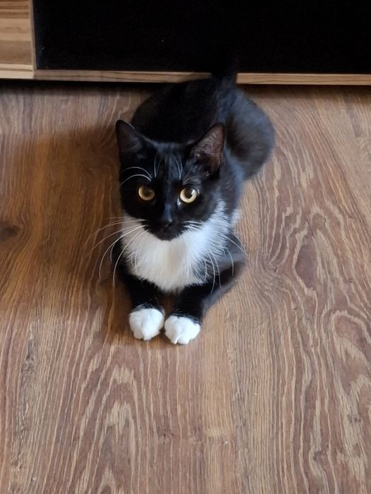 Zaginęła Kotka Migotka Dziesięciny/ ul. Leszczynowa