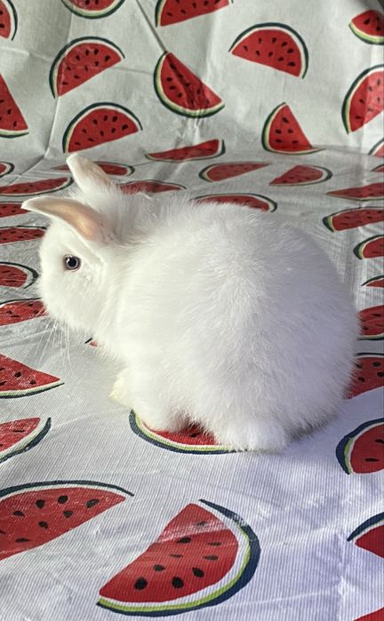 Coelho anão (Branco de olhos azuis)