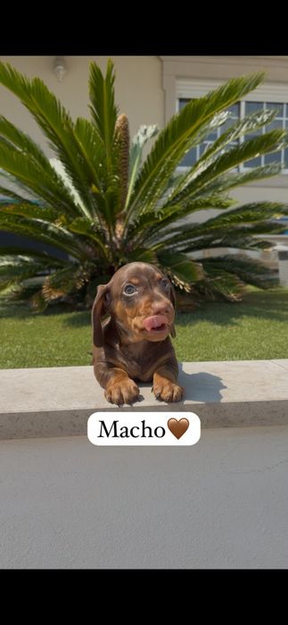 Teckel miniatura macho