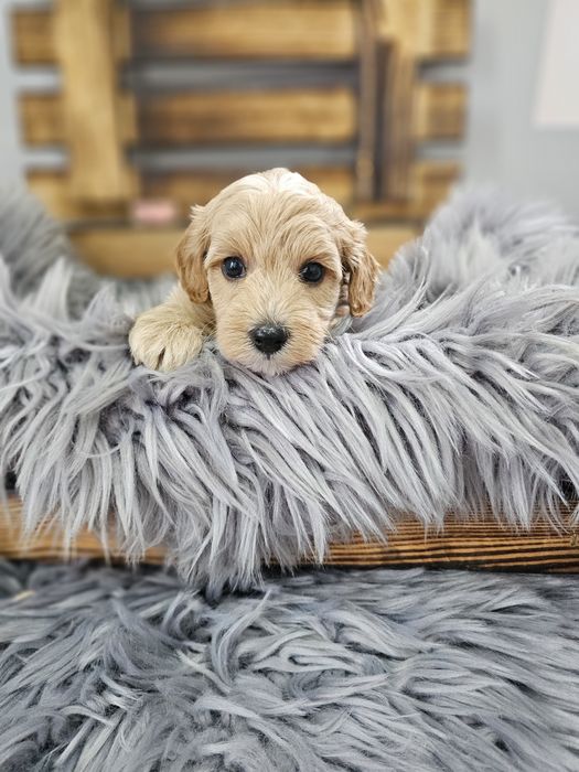 ZAREZERWOWANY  Maltipoo F1 cudny chłopiec