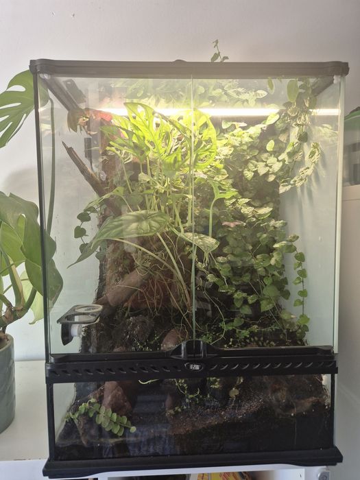 Terrarium dla jaszczurek