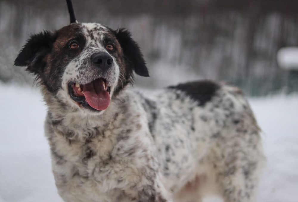 Delikatna sunia szuka domu  / do adopcji