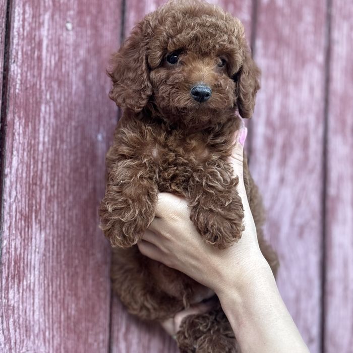 Red Braun хлопчики шоу классу