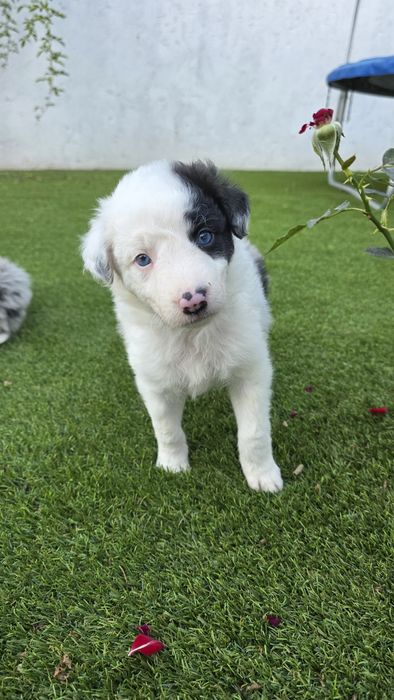 Border Collie Blue Merle Fêmea (olhos azuis)