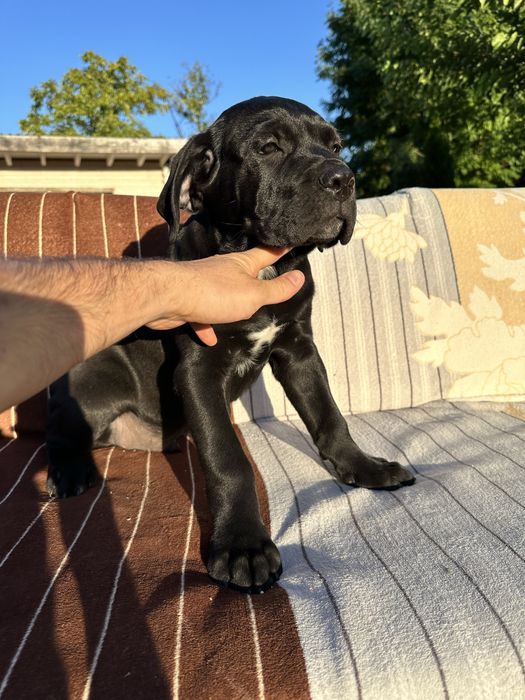 Племінний щенок Кане Корсо, чорний хлопчик 2,5міс