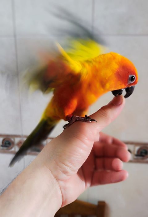 Aratinga macho 2024 domésticado  muito mansinho