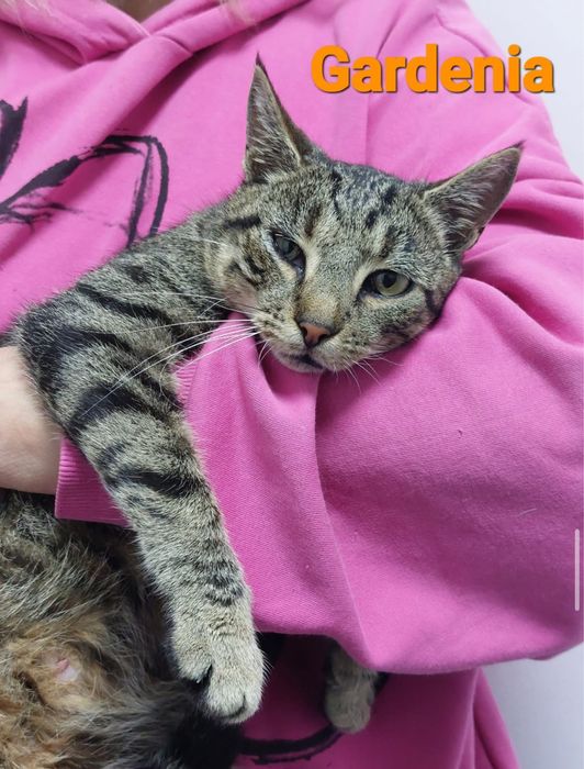 Gardenia szuka pilnie domu!