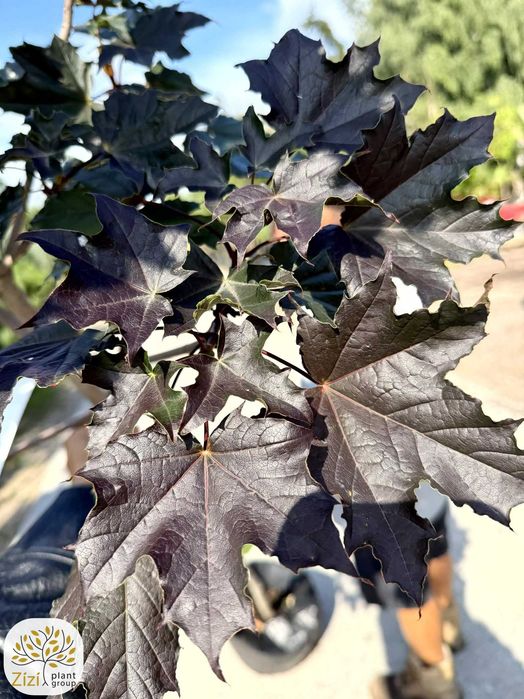 klon Royal Red, obwody 6-20cm, bordowe liście cały sezon, Acer platanoides