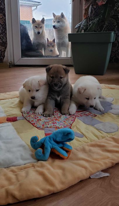 Шиба/Сіба/Shiba, КСУ-FCI! Київ, або відправлю. Є "Оплата частинами"