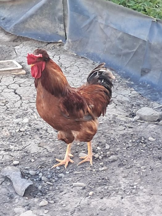 Kogut czubatki staropolskiej