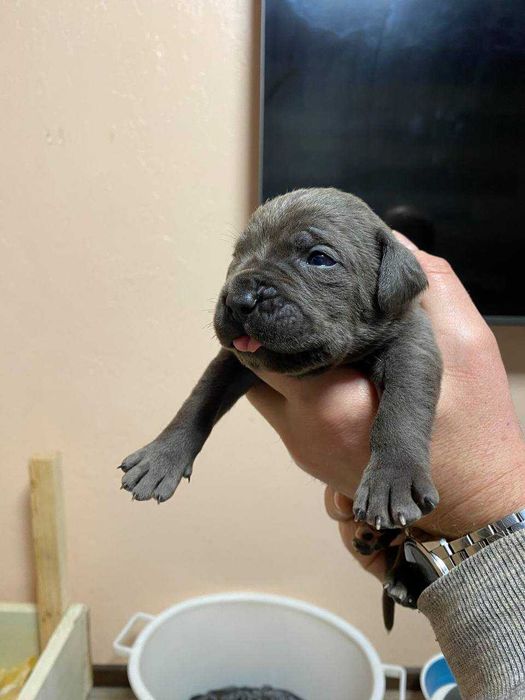 Щенки Кане Корсо 05.12