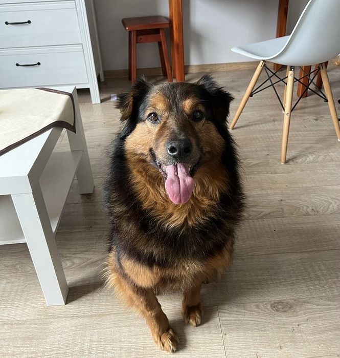 Gibson psiak do adopcji