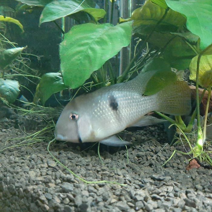 Guianacaras Dacrya (com ofertas)