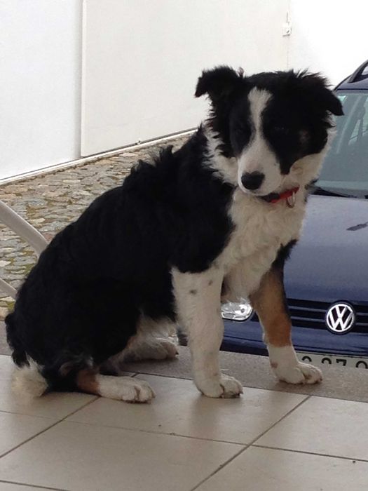 Border Collie Fêmea Tricolor nascida a 07 de Dezembro de 2025