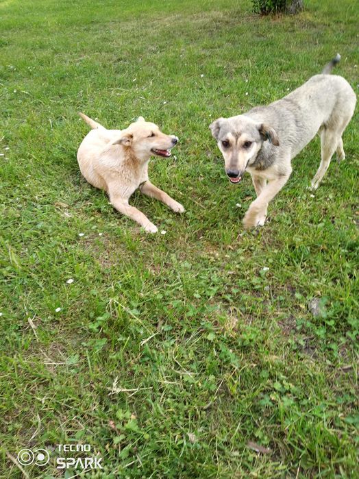 подарую собак в добрі руки