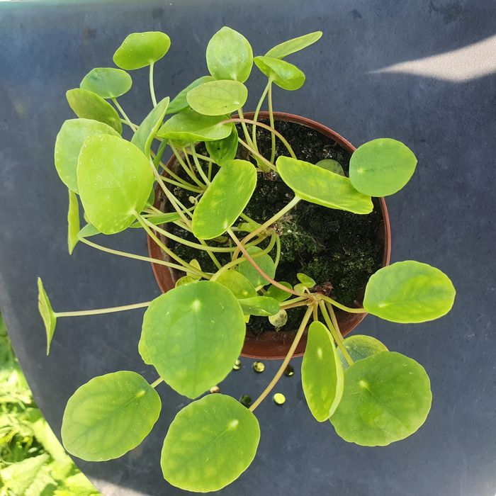 Pieniążek - Pilea peperomioides małe rośliny sadzonki