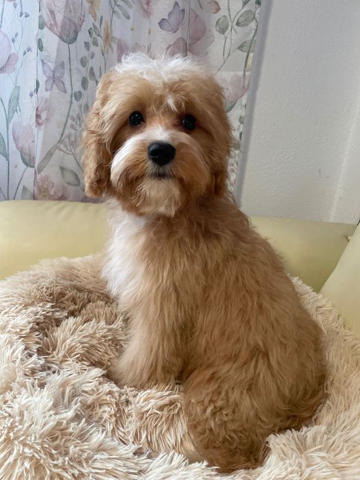 Cavapoo śliczny piesek
