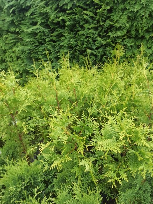 Thuja Brabant, Zerbina wys. 160-170cm
