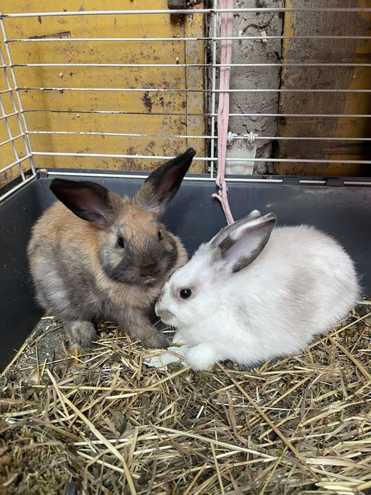 Декоративні кролики