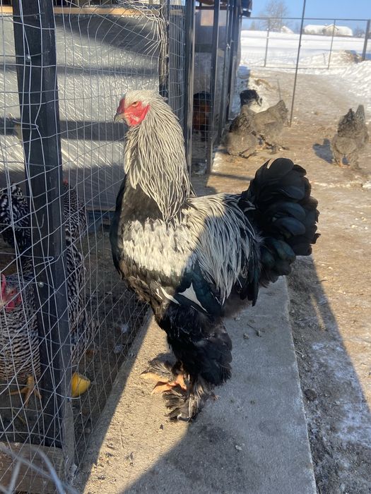 Продам півня темної брами