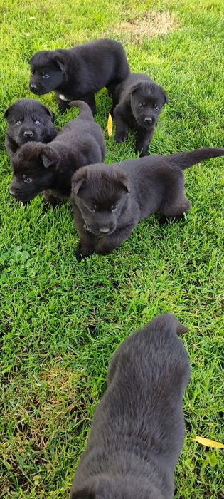 Owczarek niemiecki linia użytkowa