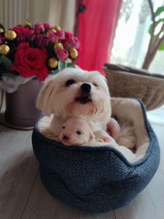 Мальтезе Мальтійська болонка