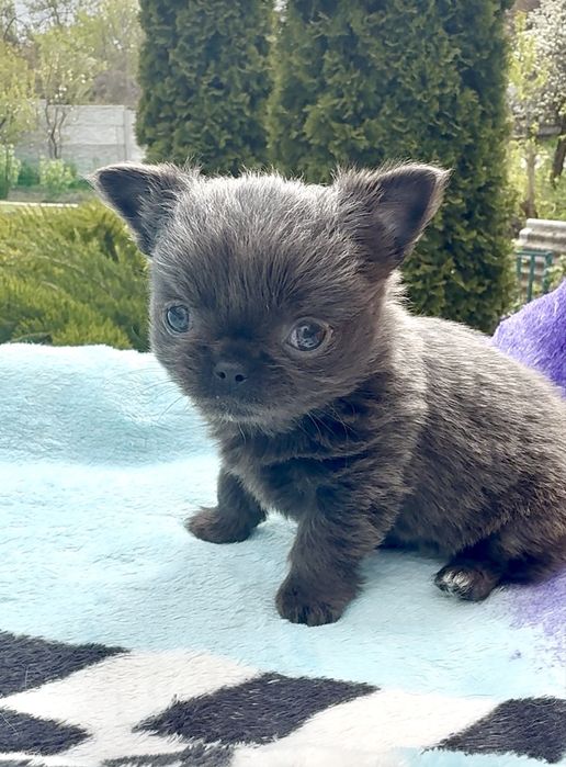 Міні дівчинка чіхуахуа