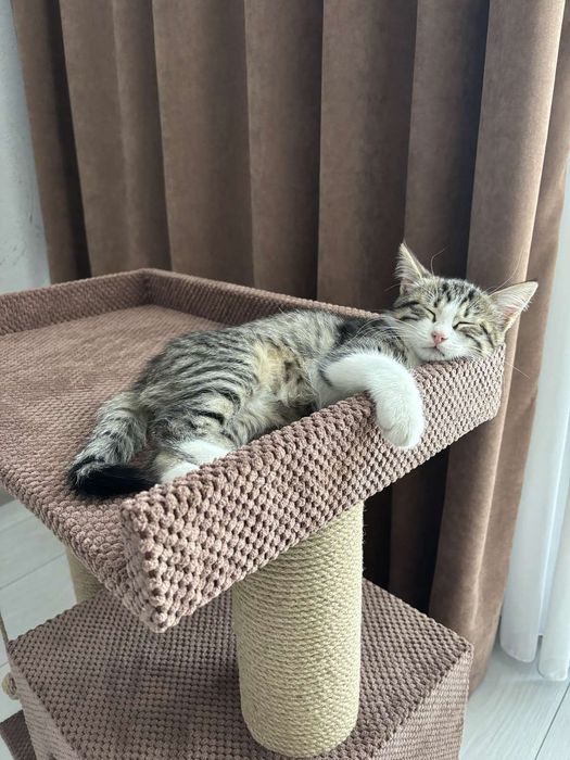 Когтеточка с лежанкой для кота