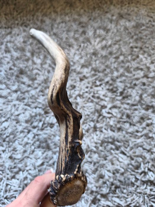 poroże jelenia myłkus