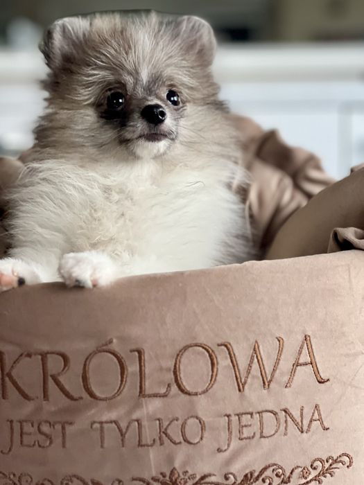 Szpic miniaturowy/pomeranian-maleńka dziewczynka