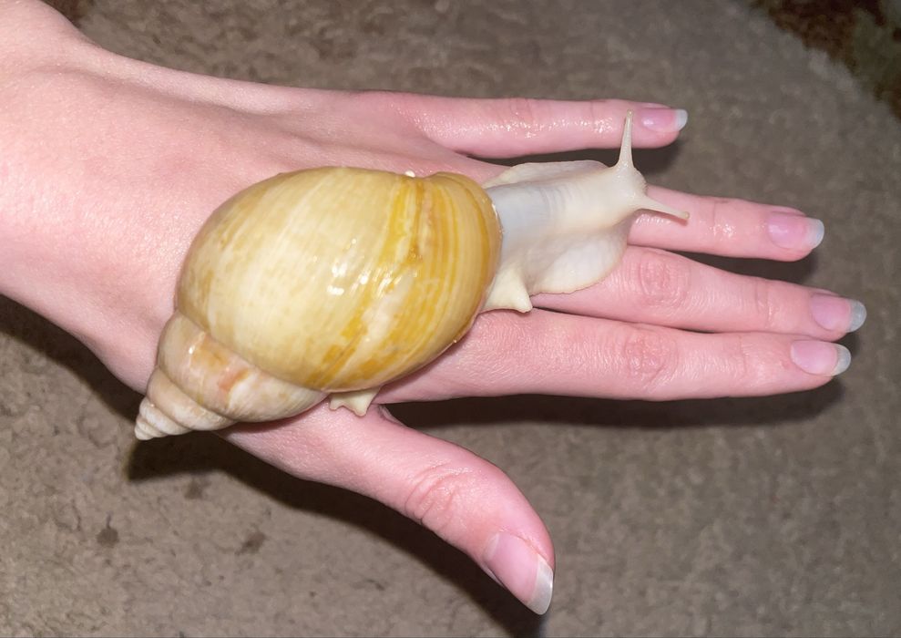 Ахатини фуліка родація