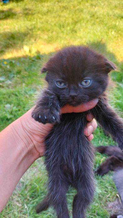 Котенята шукають родину