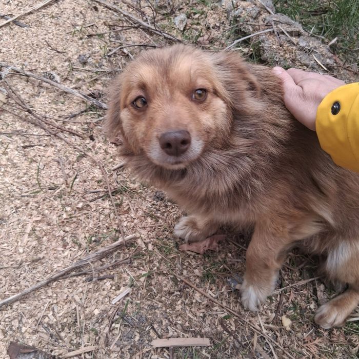 Собачка в добрі руки